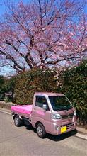 蒔田野桜と