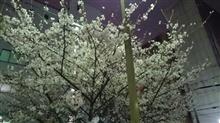 週末は桜が満開かな!休日出勤決定です( ;∀;) 週末は桜が満開かな!休日出勤決定です( ;∀;)
