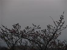 【吾妻山】　桜と雪うさぎは隠れてます。