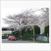 寒いけど咲いてるね！