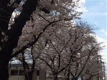 お花見