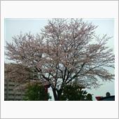 桜とお風呂　・・・o(▼_▼θ