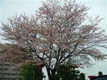 桜とお風呂　・・・o(▼_▼θ