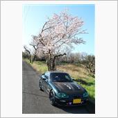 桜とカプチーノ 2016
