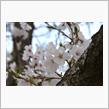 桜ネタ３連発（笑）