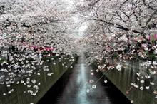 都内桜の名所巡りへ 