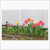 昨日の話ですが　2016年桜
