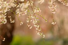 ご近所の桜と高尾山プチ登山