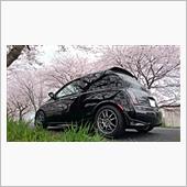 桜レポート2016！