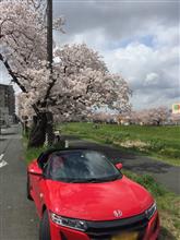 桜レポート2016！パート2