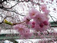 桜レポート２０１６！