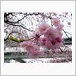 桜レポート２０１６！