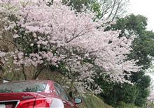 桜満開、…なれど雨