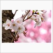 桜な週末