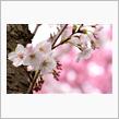 桜な週末