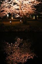 桜のライトアップ