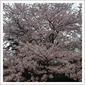 我が家でも満開