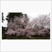 桜咲き誇るBBQ
