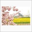 桜