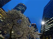 名駅桜