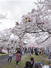 花見とか 花見とか
