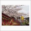 東寺の夜桜