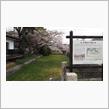 滋賀県安土城資料館＆彦根城の桜♪