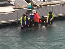 沖縄旅行2日目 ドルフィンカウンター