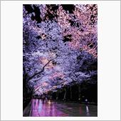 第91回 高田城百万人観桜会 ...