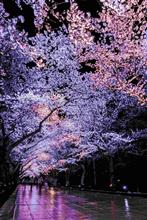 第91回 高田城百万人観桜会（4/3）