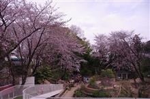 さくら色の入園式 