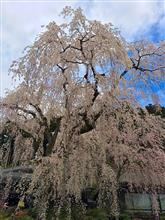 春爛漫 春爛漫