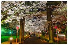 週末の金曜日は、夜桜徘徊です。(^o^)/ 週末の金曜日は、夜桜徘徊です。(^o^)/