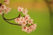 桜並木で撮影会　その1