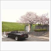 車検と桜と・・・
