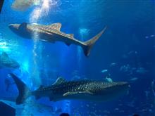 沖縄旅行3日目 美ら海水族館