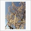 一目千本桜