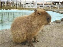 カピバラさんと戯れる(^_^) カピバラさんと戯れる(^_^)