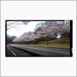 千葉市の桜並木