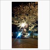 桜が散ってしまう前に夜撮影( ...