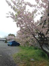 花見