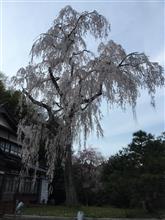 花見