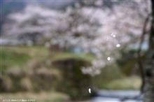 2016 SAKURA　～ くもり時々晴れ ～