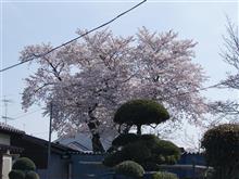 桜咲く