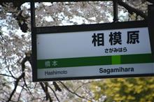特別なさくら…