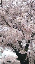 相模原市民桜まつりへふらっと