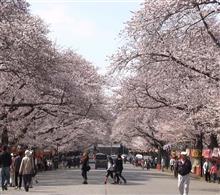 夜桜見物