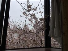 お家でお花見
