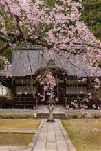 2016.4.2 桜撮影 in 弘川寺