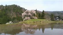 今日の桜